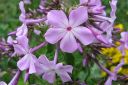 Syysleimu2C_Phlox_paniculata_IMG_0767.jpg