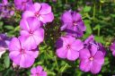 Syysleimu2C_Phlox_paniculata_IMG_0770.jpg