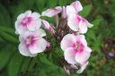 Syysleimu2C_Phlox_paniculata_IMG_0819.jpg