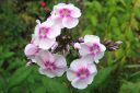 Syysleimu2C_Phlox_paniculata_IMG_0820.jpg