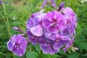 Syysleimu2C_Phlox_paniculata_IMG_0829.jpg