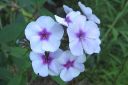 Syysleimu2C_Phlox_paniculata_IMG_1686.jpg