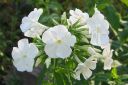 Syysleimu2C_Phlox_paniculata_IMG_2011.jpg