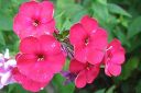 Syysleimu2C_Phlox_paniculata_IMG_2204.jpg