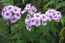Tiedostonimi=Syysleimu2C_Phlox_paniculata_IMG_2205.jpg
Tiedostokoko=63kt
Koko=600x399
Lisätty=11.03.2011 Syysleimu2C_Phlox_paniculata_IMG_2205.jpg