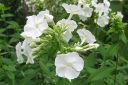 Syysleimu2C_Phlox_paniculata_IMG_2446.jpg