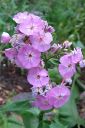 Tiedostonimi=Syysleimu2C_Phlox_paniculata_IMG_2808.jpg
Tiedostokoko=53kt
Koko=400x600
Lisätty=11.03.2011 Syysleimu2C_Phlox_paniculata_IMG_2808.jpg