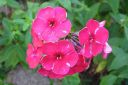 Syysleimu2C_Phlox_paniculata_IMG_2897.jpg