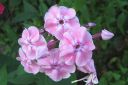 Syysleimu2C_Phlox_paniculata_IMG_2898.jpg