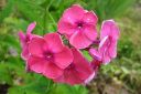 Syysleimu2C_Phlox_paniculata_IMG_4037.jpg