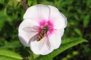 Syysleimu2C_Phlox_paniculata_IMG_7878.jpg