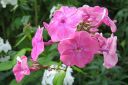 Syysleimu2C_Phlox_paniculata_IMG_9043.jpg