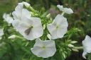 Syysleimu2C_Phlox_paniculata_IMG_9141.jpg