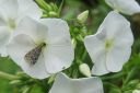 Tiedostonimi=Syysleimu2C_Phlox_paniculata_IMG_9143.jpg
Tiedostokoko=33kt
Koko=600x400
Lisätty=11.03.2011 Syysleimu2C_Phlox_paniculata_IMG_9143.jpg