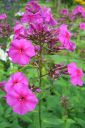 Syysleimu2C_Phlox_paniculata_IMG_9144.jpg