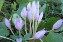 Syysmyrkkylilja2C_Colchicum_autumnale_IMG_1751.jpg