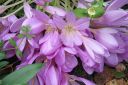 Syysmyrkkylilja2C_Colchicum_autumnale_IMG_2758.jpg