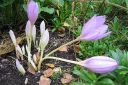 Syysmyrkkylilja2C_Colchicum_autumnale_IMG_2761.jpg