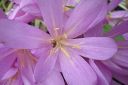 Syysmyrkkylilja2C_Colchicum_autumnale_IMG_3067.jpg