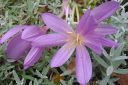 Syysmyrkkylilja2C_Colchicum_autumnale_IMG_3070.jpg