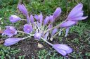 Syysmyrkkylilja2C_Colchicum_autumnale_IMG_6556.jpg