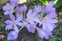 Syysmyrkkylilja2C_Colchicum_autumnale_IMG_6567.jpg