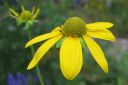 Syyspaivanhattu2C_Rudbeckia_laciniata_IMG_0419.jpg