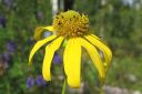 Syyspaivanhattu2C_Rudbeckia_laciniata_IMG_0682.jpg