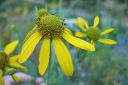 Syyspaivanhattu2C_Rudbeckia_laciniata_IMG_0761.jpg