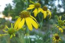 Syyspaivanhattu2C_Rudbeckia_laciniata_IMG_0762.jpg