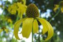 Syyspaivanhattu2C_Rudbeckia_laciniata_IMG_0774.jpg