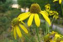 Syyspaivanhattu2C_Rudbeckia_laciniata_IMG_3909.jpg