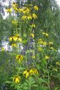 Syyspaivanhattu2C_Rudbeckia_laciniata_IMG_9486.jpg