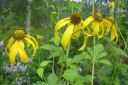 Syyspaivanhattu2C_Rudbeckia_laciniata_IMG_9487.jpg