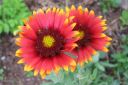 Syyssadekukka2C_Gaillardia_aristata_IMG_1032.jpg