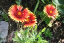 Syyssadekukka2C_Gaillardia_aristata_IMG_1487.jpg