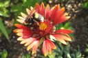 Syyssadekukka2C_Gaillardia_aristata_IMG_3487.jpg