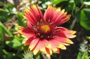 Syyssadekukka2C_Gaillardia_aristata_IMG_6249.jpg