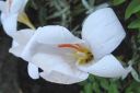 Syyssahrami2C_Crocus_speciosus_IMG_5385.jpg