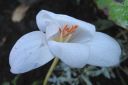 Syyssahrami2C_Crocus_speciosus_IMG_5388.jpg