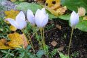 Syyssahrami2C_Crocus_speciosus_IMG_8617.jpg