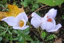 Syyssahrami2C_Crocus_speciosus_IMG_8618.jpg