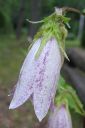 Taplakello2C_Campanula_takesimana_IMG_0023.jpg