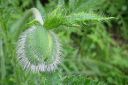 Tarhaidanunikko2C_Papaver_orientale_IMG_0005.jpg