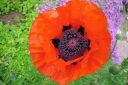 Tarhaidanunikko2C_Papaver_orientale_IMG_0756.jpg