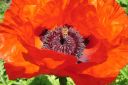 Tarhaidanunikko2C_Papaver_orientale_IMG_0818.jpg