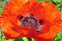 Tarhaidanunikko2C_Papaver_orientale_IMG_0819.jpg