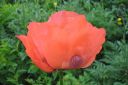 Tarhaidanunikko2C_Papaver_orientale_IMG_0991.jpg