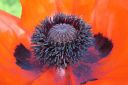 Tarhaidanunikko2C_Papaver_orientale_IMG_1102.jpg