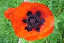 Tarhaidanunikko2C_Papaver_orientale_IMG_1112.jpg